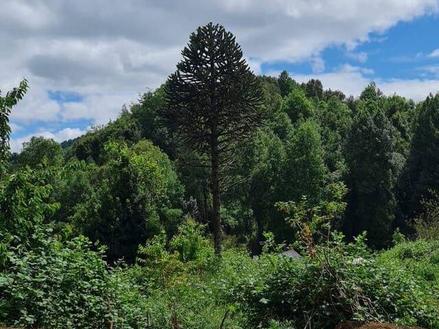 #25 - Quinta para Venta en Villarrica - IX